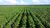Fazenda, 7982 hectares - Foto 2
