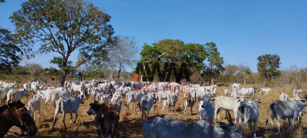 Fazenda, 1157 hectares - Foto 4