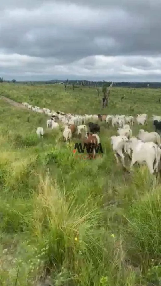 Fazenda, 1041 hectares - Foto 12