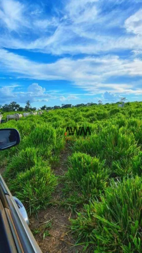 Fazenda, 1041 hectares - Foto 11