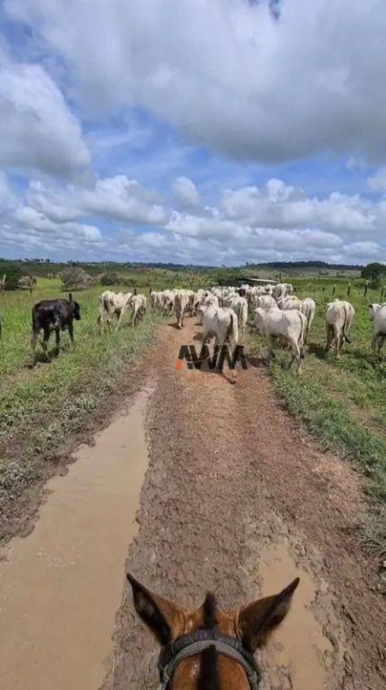 Fazenda, 1041 hectares - Foto 6