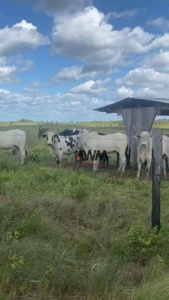 Fazenda, 1041 hectares - Foto 9