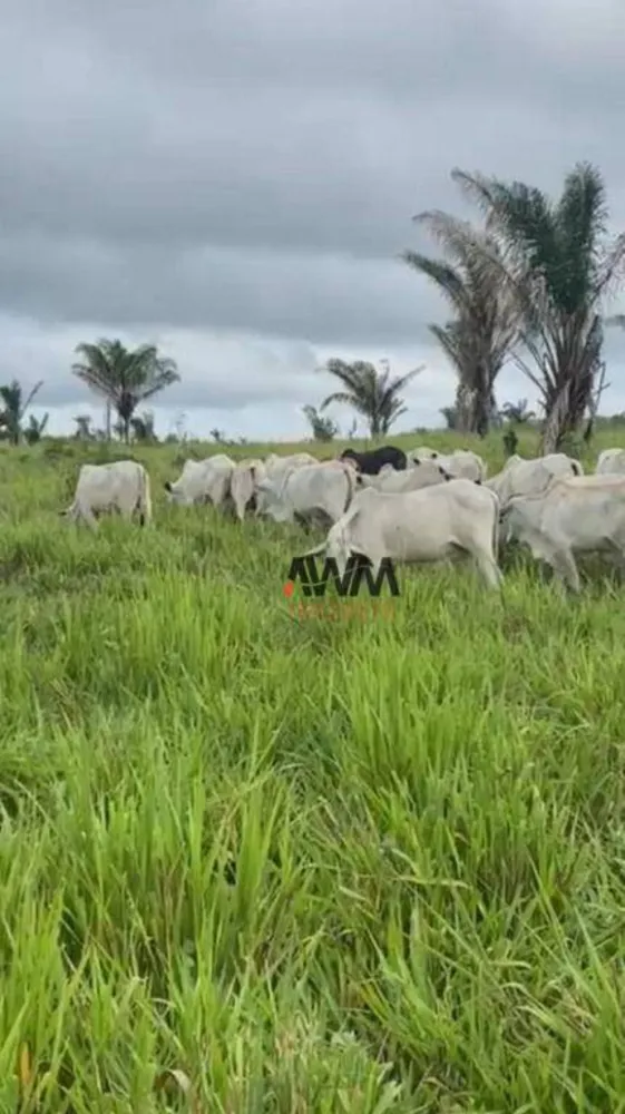 Fazenda, 1041 hectares - Foto 7
