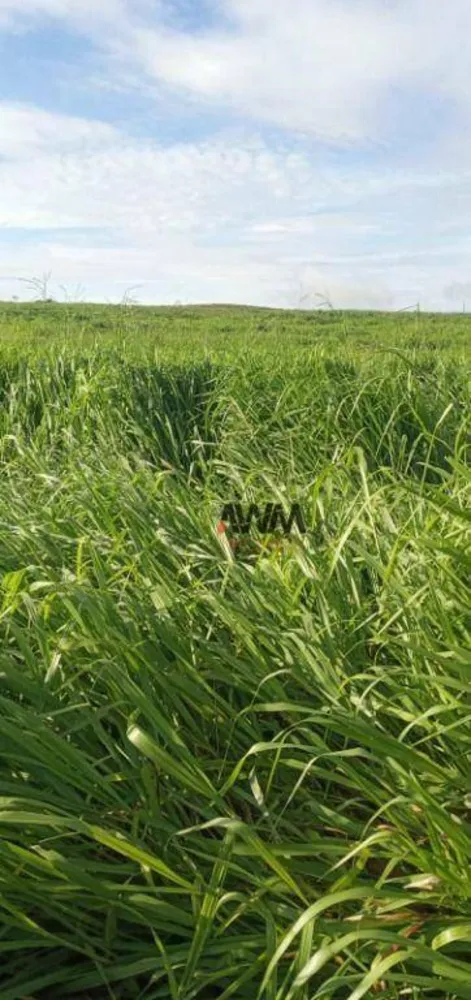 Fazenda, 4800 hectares - Foto 6