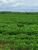 Fazenda, 513 hectares - Foto 3