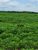 Fazenda, 513 hectares - Foto 1