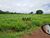 Fazenda, 1822 hectares - Foto 3