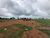 Fazenda, 4429 hectares - Foto 1