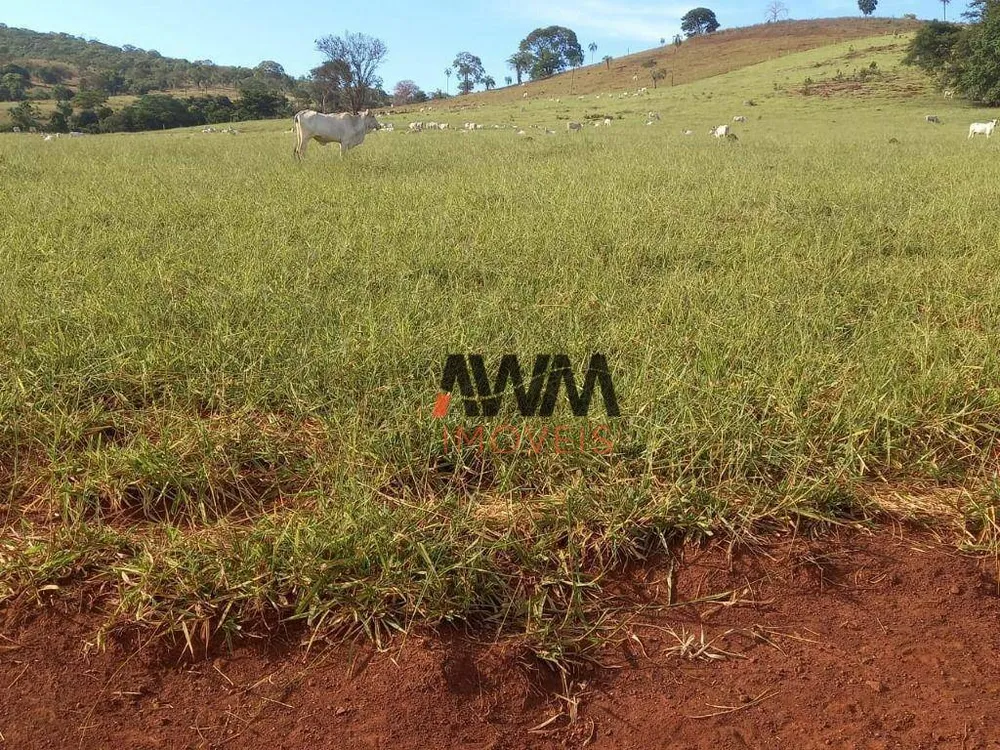 Fazenda, 1210 hectares - Foto 10