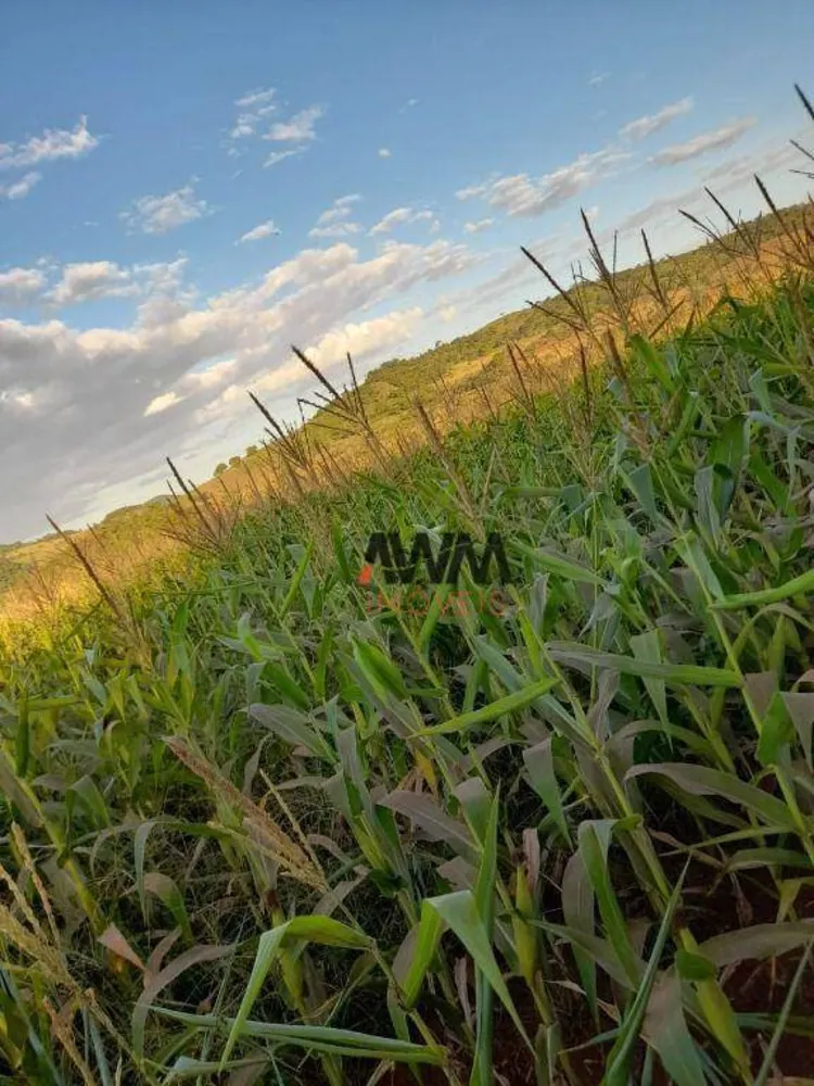 Fazenda, 1210 hectares - Foto 8