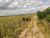 Fazenda, 16000 hectares - Foto 3