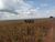 Fazenda, 16000 hectares - Foto 1