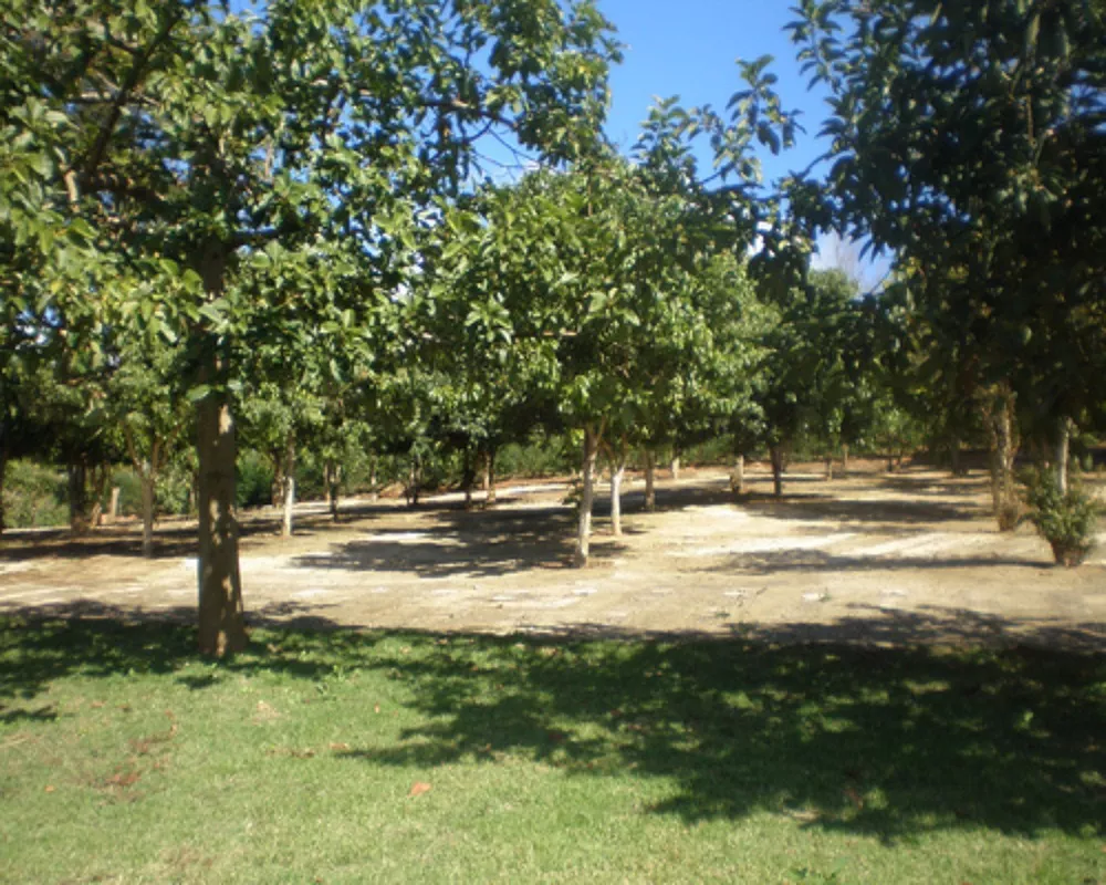 Sítio, 6 quartos, 6 hectares - Foto 10