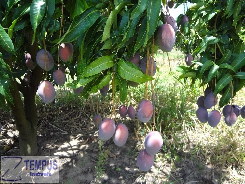 Sítio, 8 m² - Foto 6