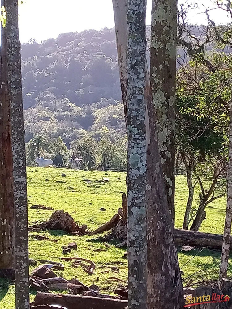 Fazenda, 15 hectares - Foto 3