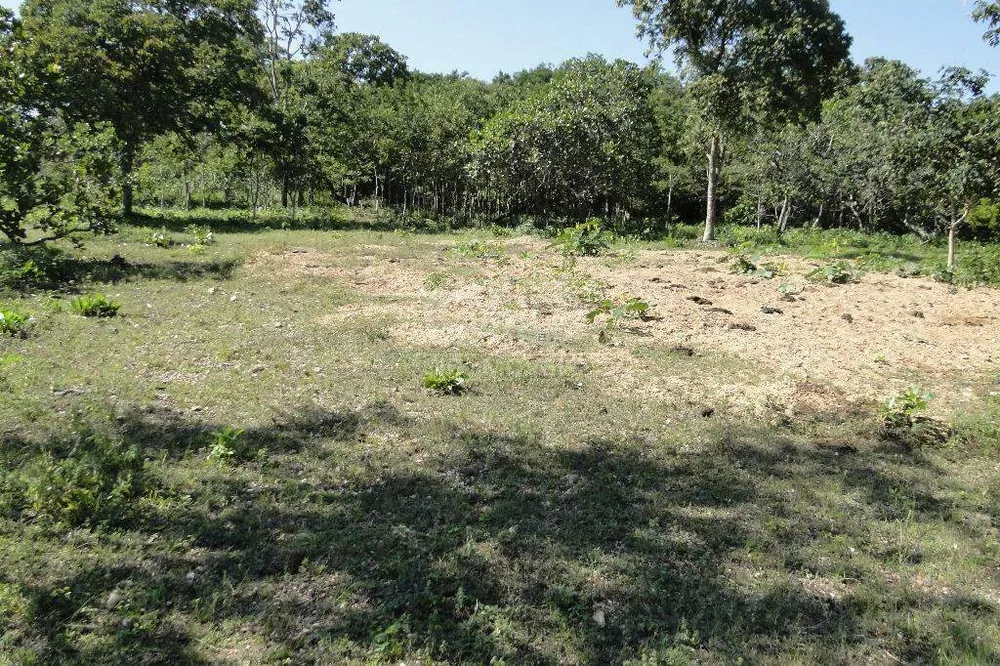 Chácara, 5 quartos, 40 hectares - Foto 2