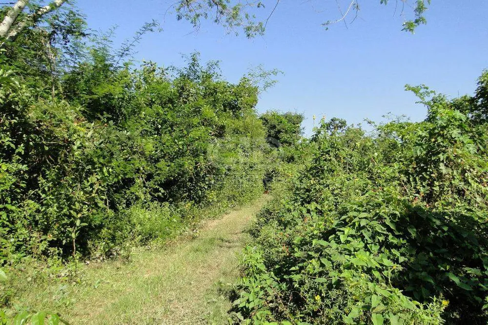 Chácara, 5 quartos, 40 hectares - Foto 1