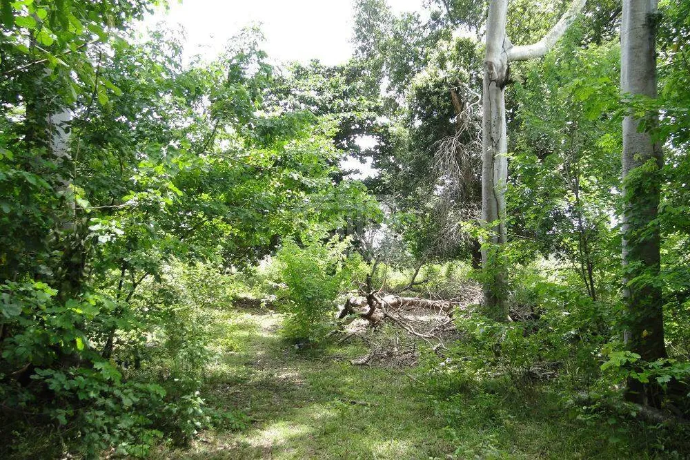Terreno, 31 hectares - Foto 9