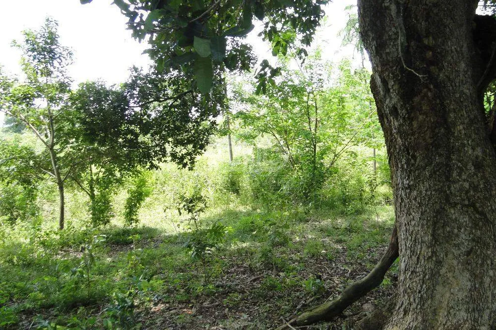 Terreno, 31 hectares - Foto 8