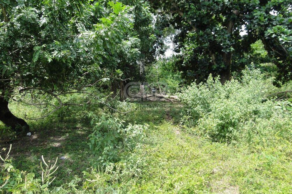 Terreno, 31 hectares - Foto 3