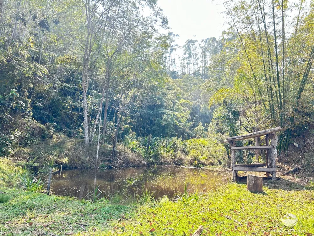 Sítio, 10 hectares - Foto 4