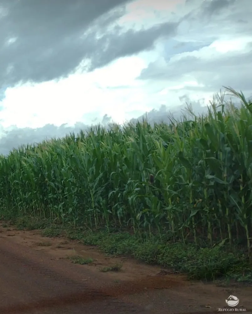Fazenda, 2500 hectares - Foto 1