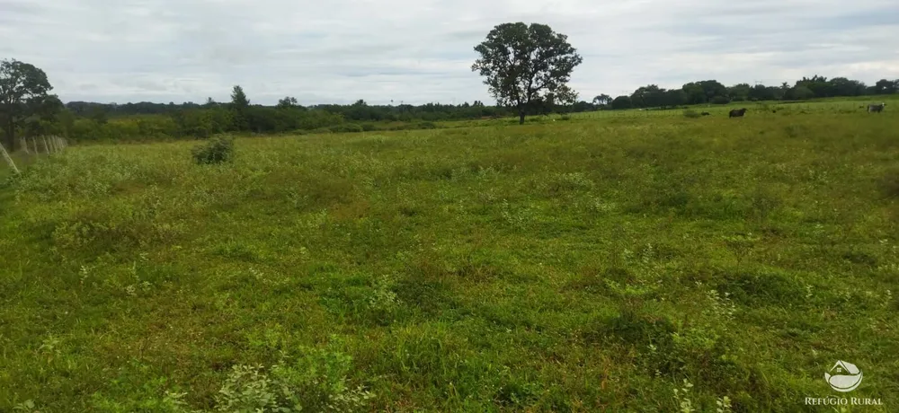 Sítio, 10 hectares - Foto 19