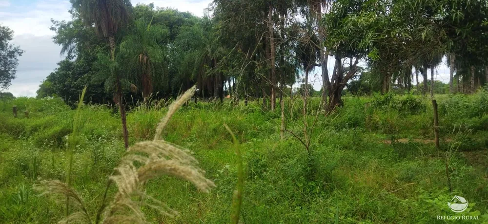 Sítio, 10 hectares - Foto 15