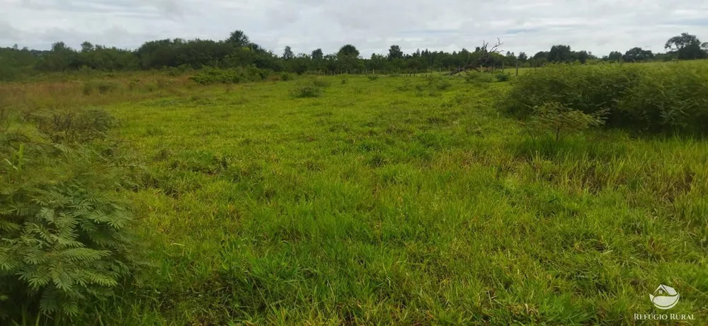 Sítio, 10 hectares - Foto 15