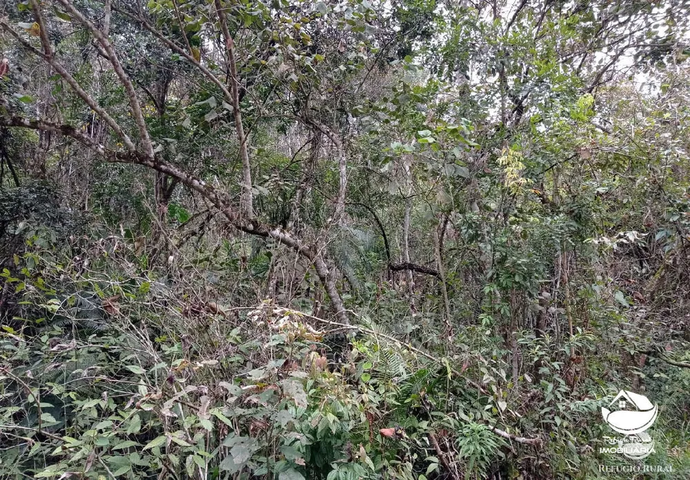 Fazenda, 280 hectares - Foto 9