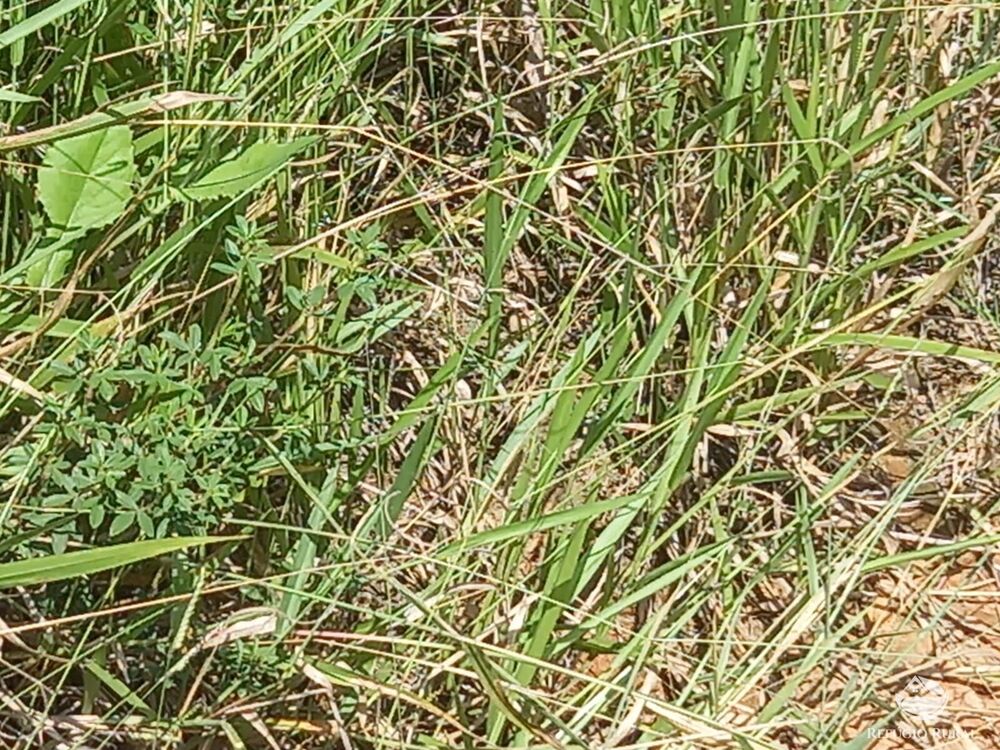 Fazenda-Sítio-Chácara, 271 hectares - Foto 14