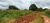 Sítio, 1 quarto, 5 hectares - Foto 4