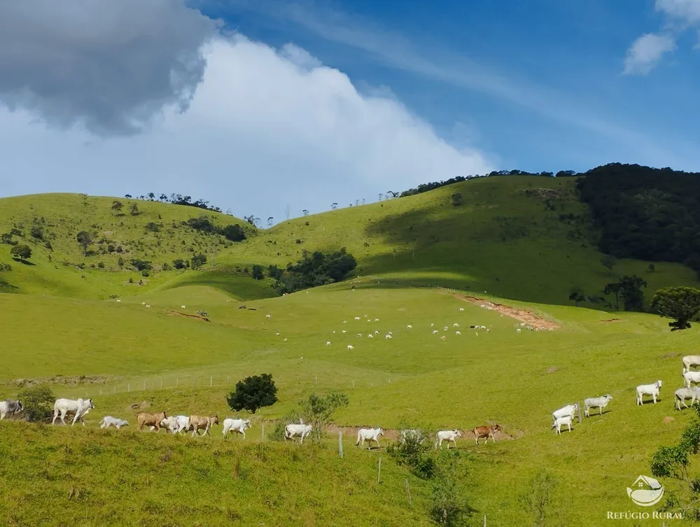 Fazenda, 242 hectares - Foto 15