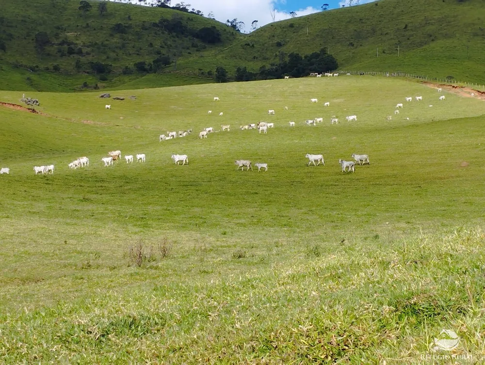 Fazenda, 242 hectares - Foto 10