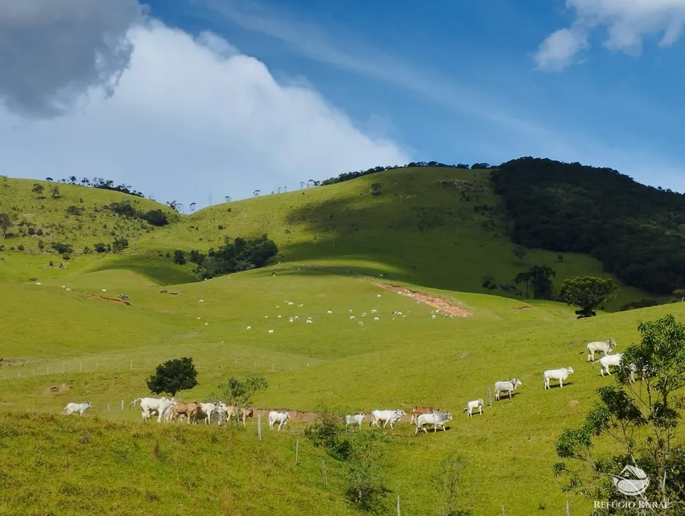 Fazenda, 242 hectares - Foto 19