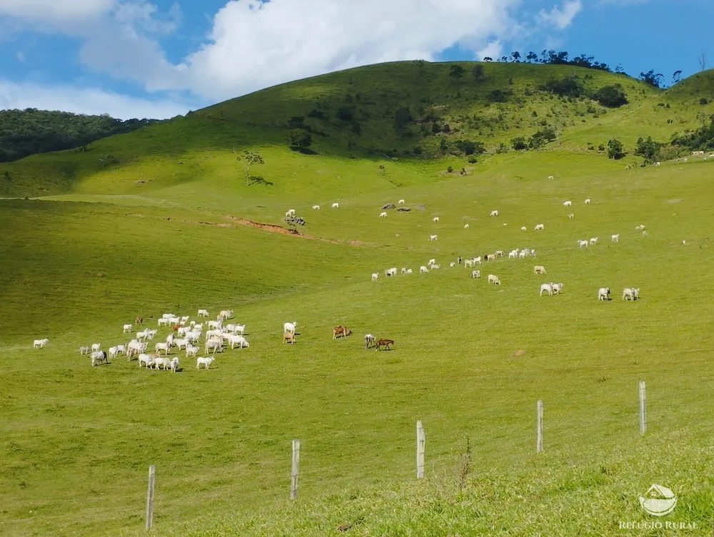 Fazenda, 242 hectares - Foto 11