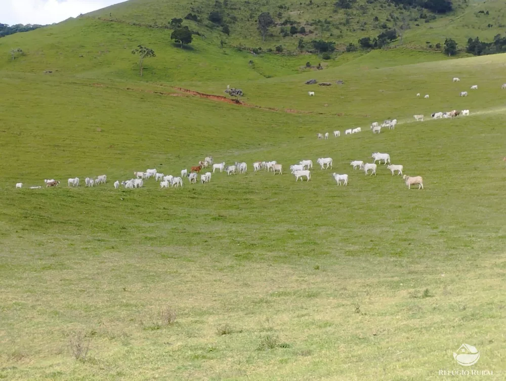 Fazenda, 242 hectares - Foto 5