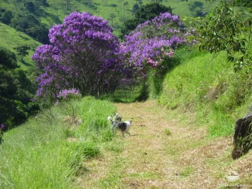 Sítio, 48 hectares - Foto 15