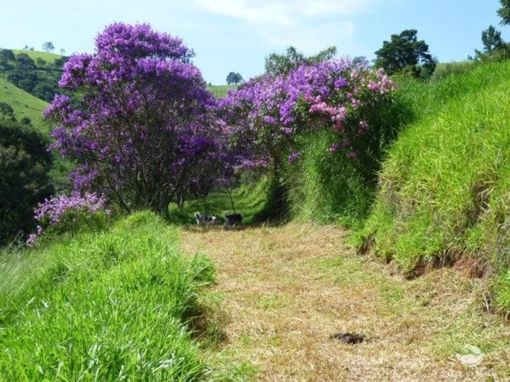 Sítio, 48 hectares - Foto 3