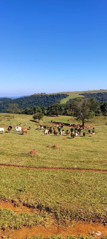 Fazenda, 289 hectares - Foto 4