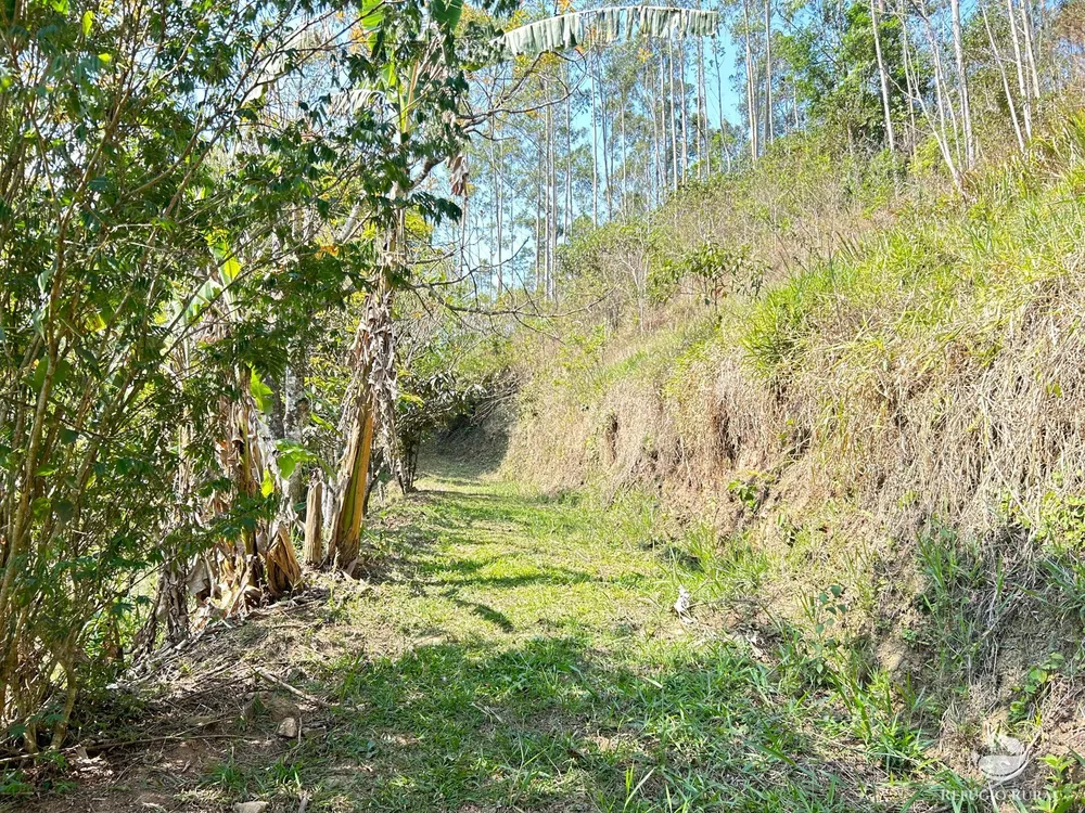 Sítio, 2 hectares - Foto 4