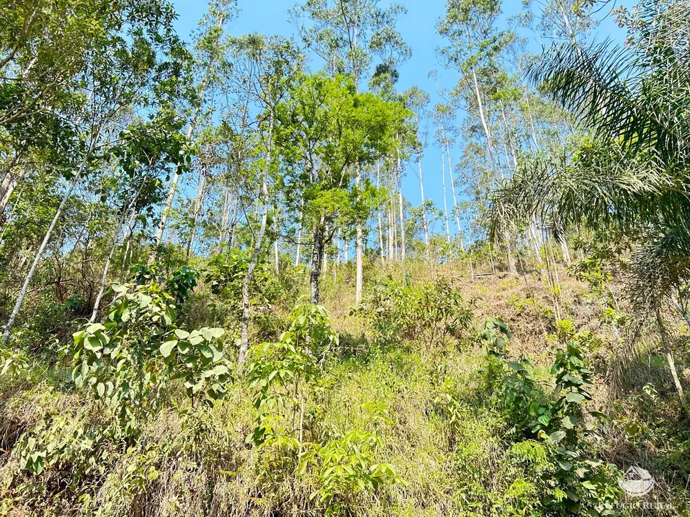Sítio, 2 hectares - Foto 11