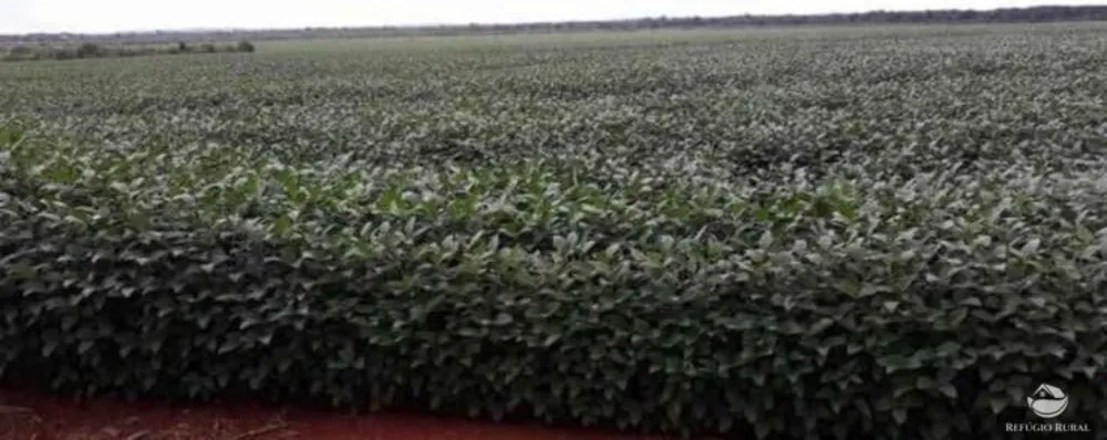 Fazenda, 3465 hectares - Foto 12