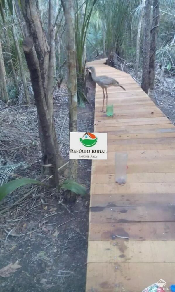 Chácara, 1 quarto, 8 hectares - Foto 10