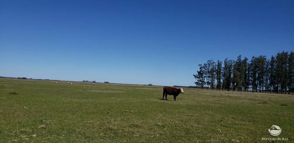 Fazenda, 9112 hectares - Foto 7