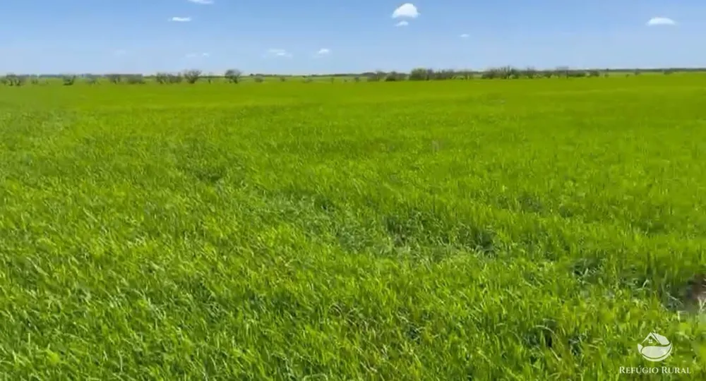 Fazenda, 9112 hectares - Foto 11