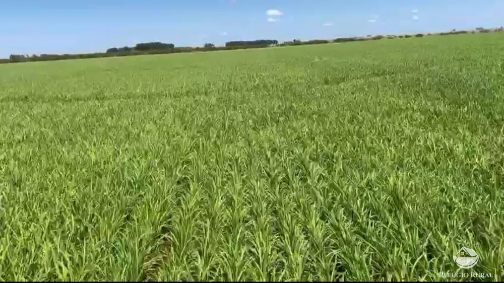 Fazenda, 9112 hectares - Foto 3