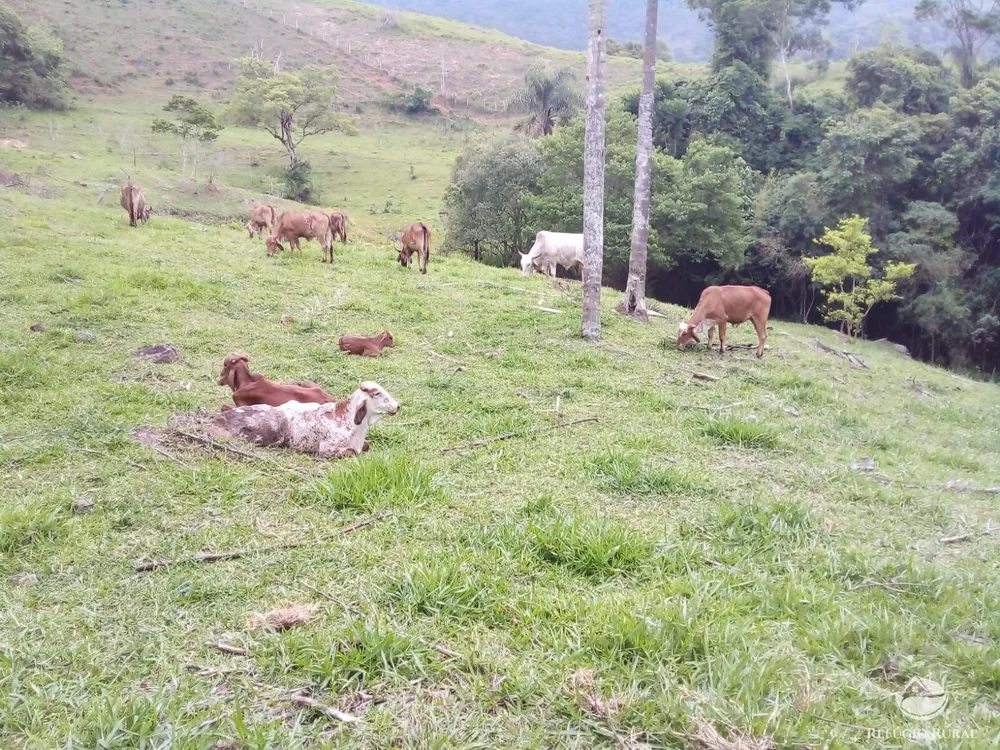 Terreno, 5 hectares - Foto 12