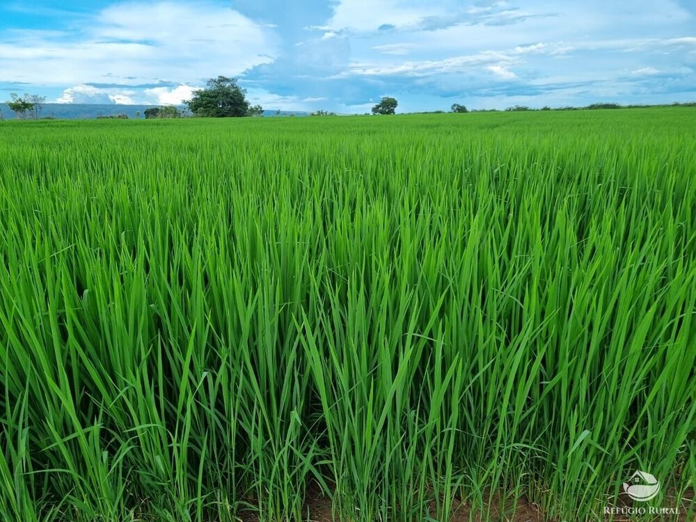 Fazenda à venda com 1 quarto, 74300000m² - Foto 3