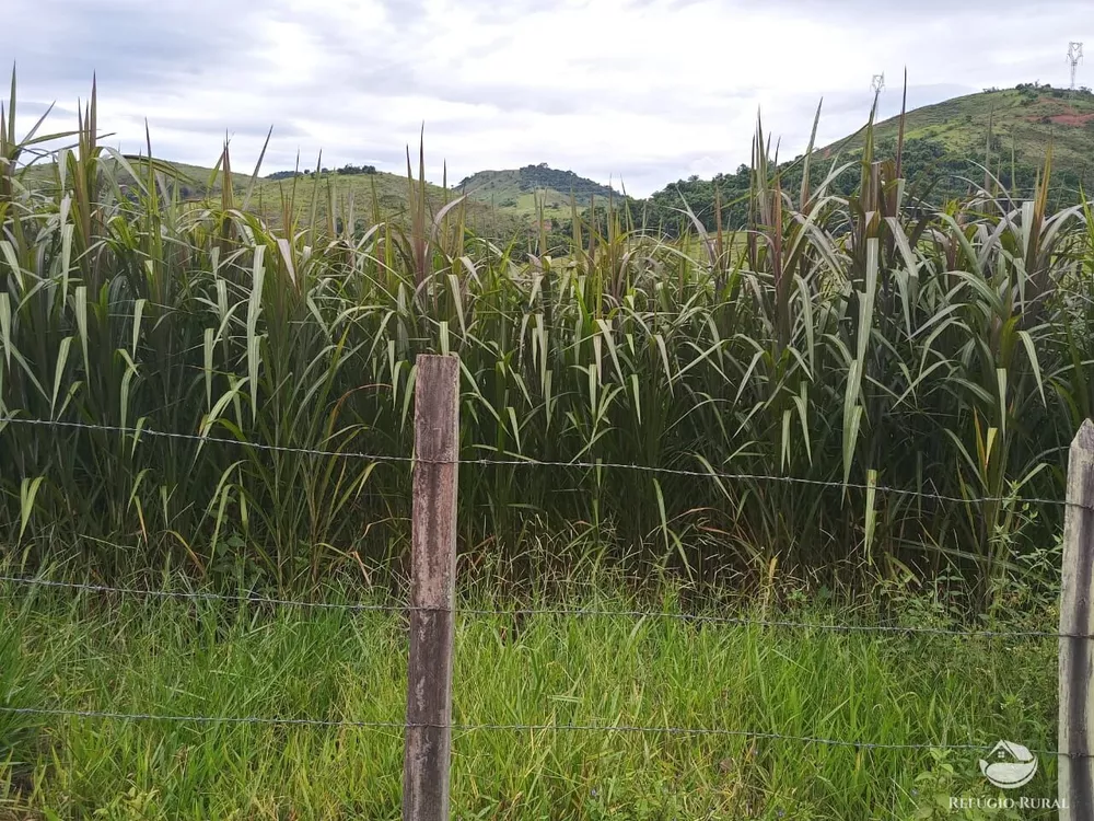Fazenda, 37 hectares - Foto 12